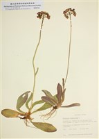 藏品(橘黃山柳菊)的圖片
